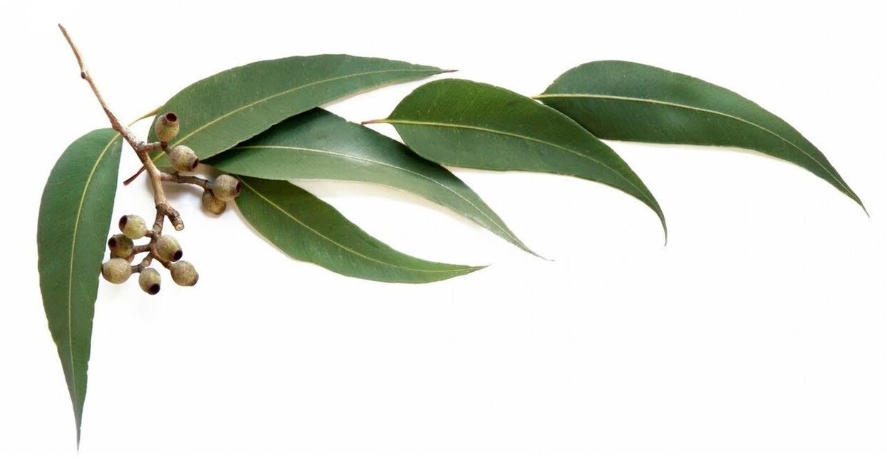 Hondrolife vsebuje eterično olje evkaliptusa