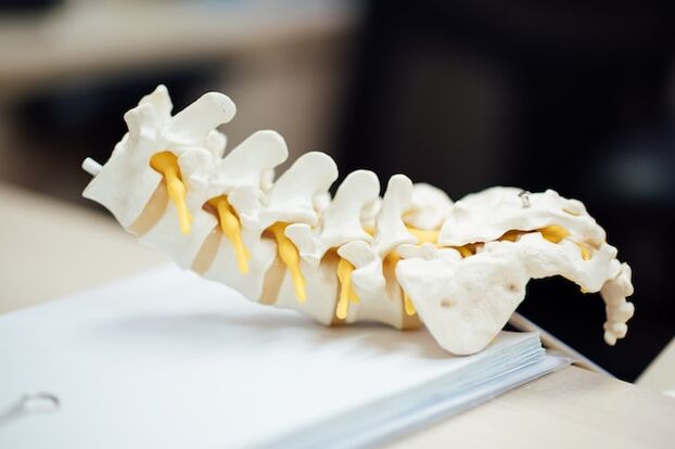 Anatomski model človeške hrbtenice
